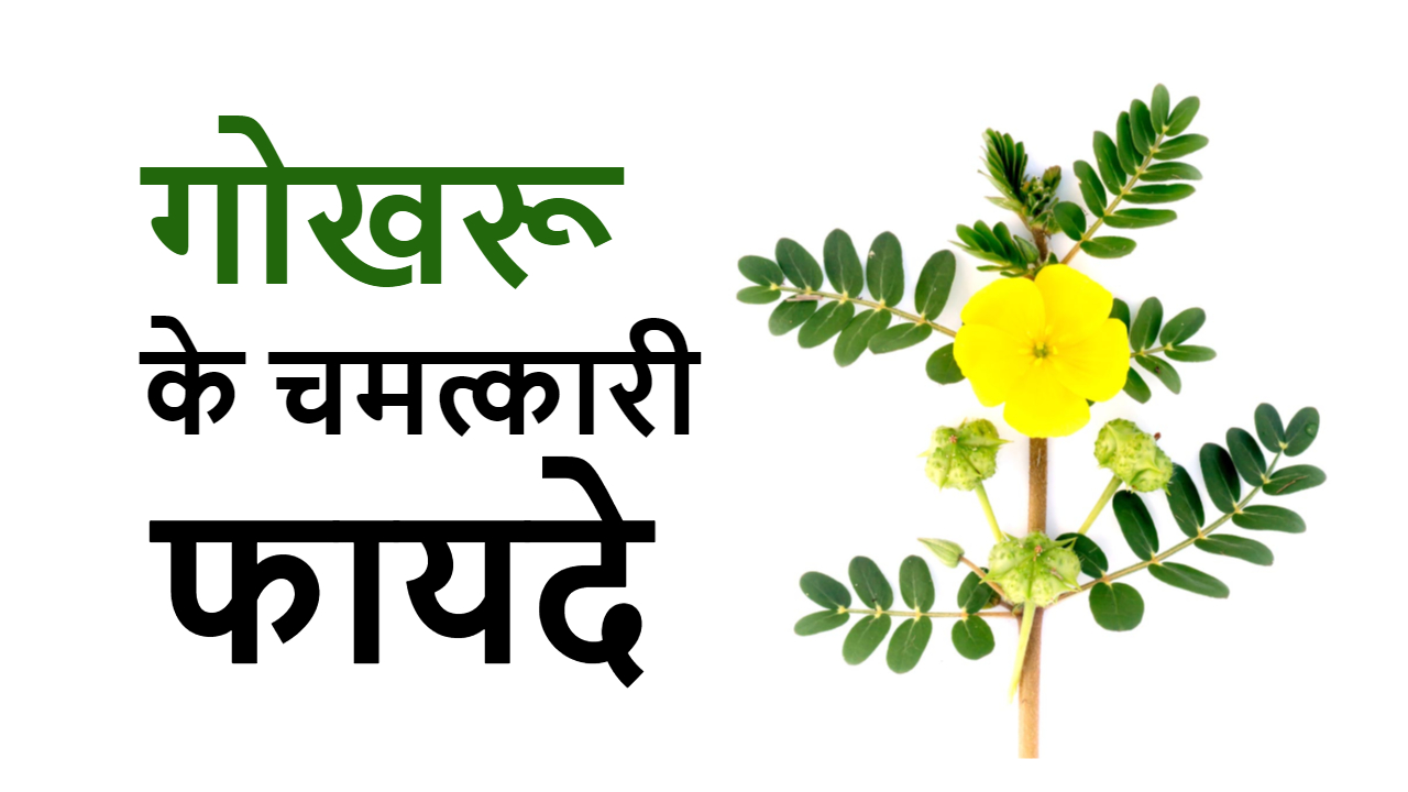 गोखरू के फायदे : Tribulus Benefits in Hindi