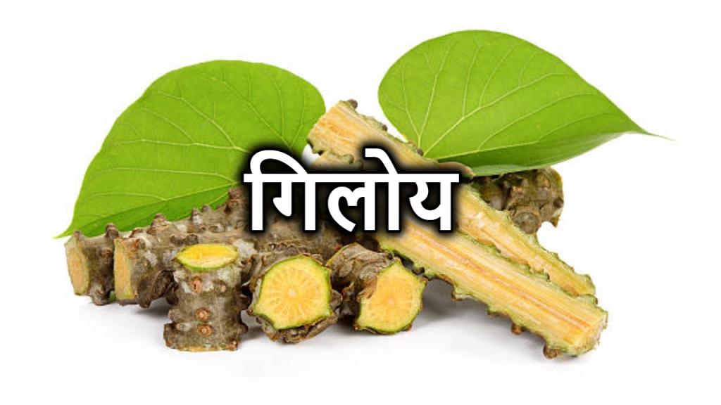 Giloy ke Fayde | गिलोय के औषधीय गुण , फायदे , नुकसान