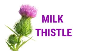 Milk thistle