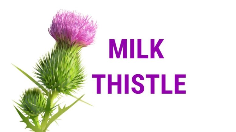 Milk thistle