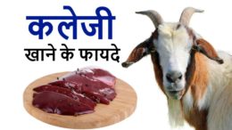 bakre ki kaleji