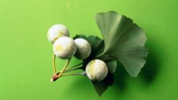 ginkgo biloba