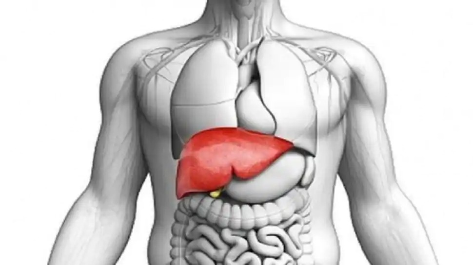 human liver
