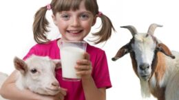 goat milk