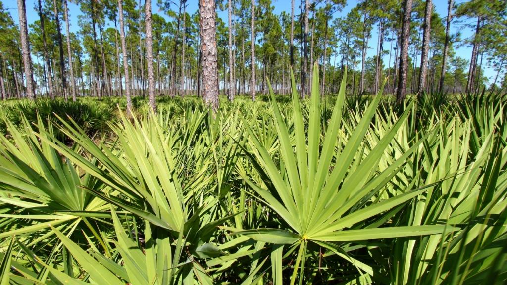 Saw Palmetto